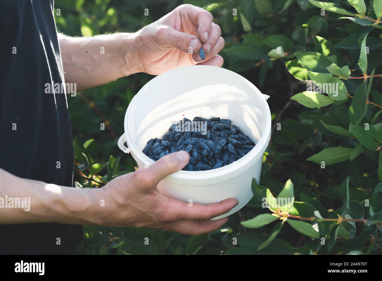 Farmer is harvesting honeysuckle berry from a tree. Stock Photo