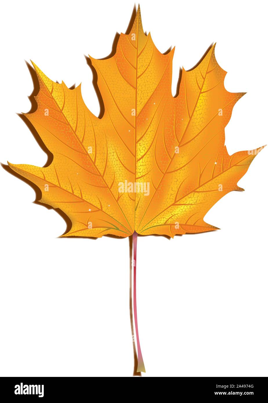 Fresh orange maple leaf with water drops on white background. Stock Vector