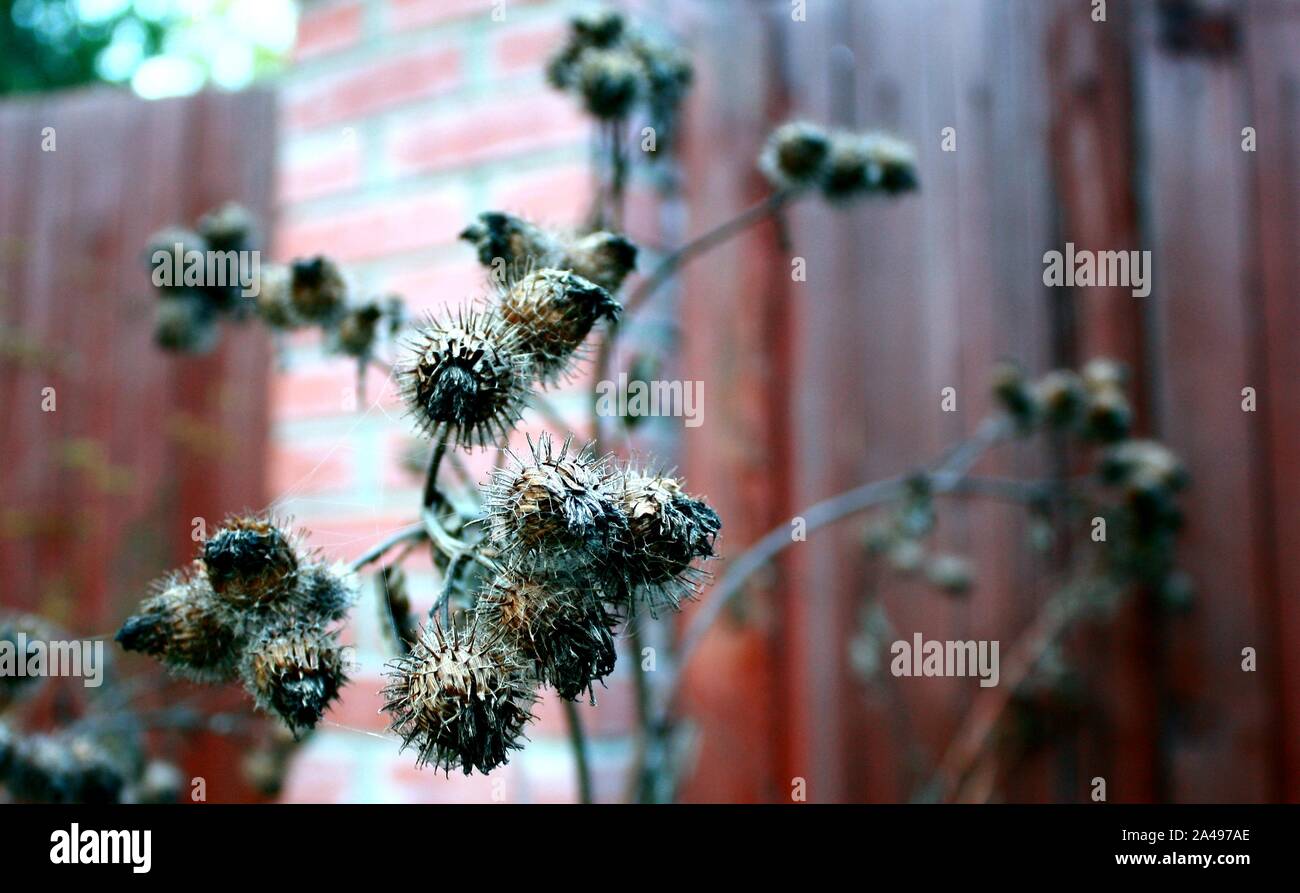 Dry burdock flowers in late autumn close up photo Stock Photo