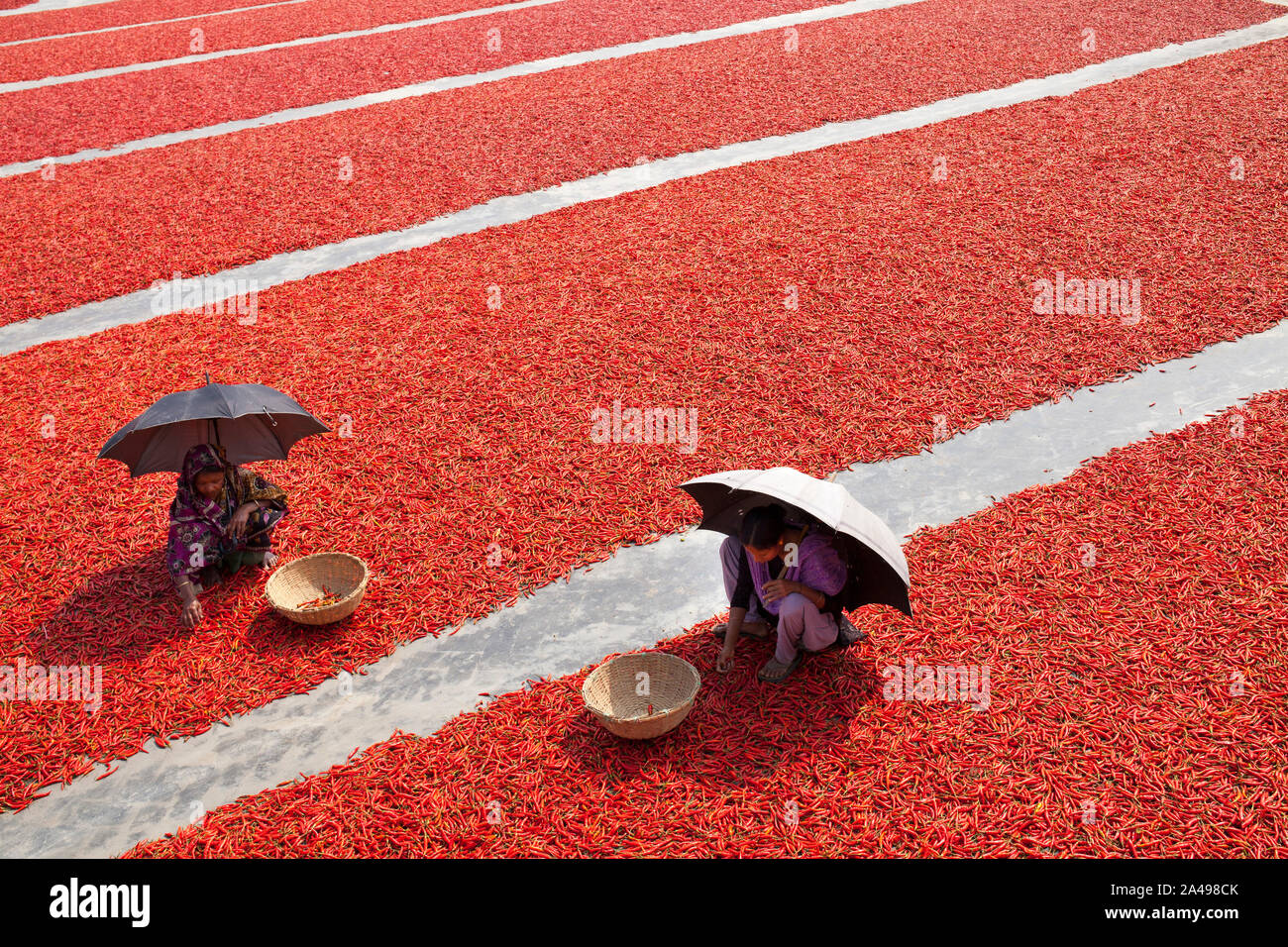 GAIBANDHA, BANGLADESH - FEBRUARY 23 : Women processing and drying red ...