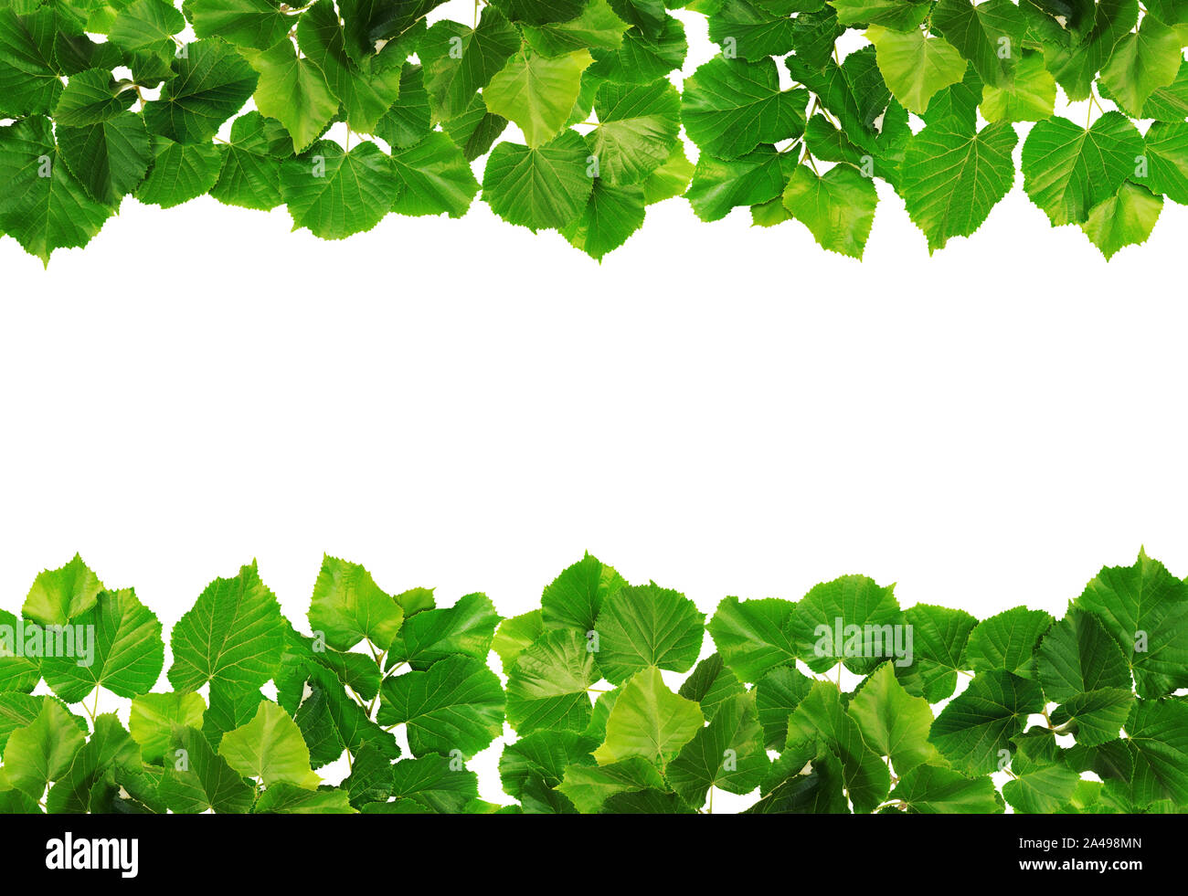 Linden leaves forming a double green row around a white area. Stock Photo