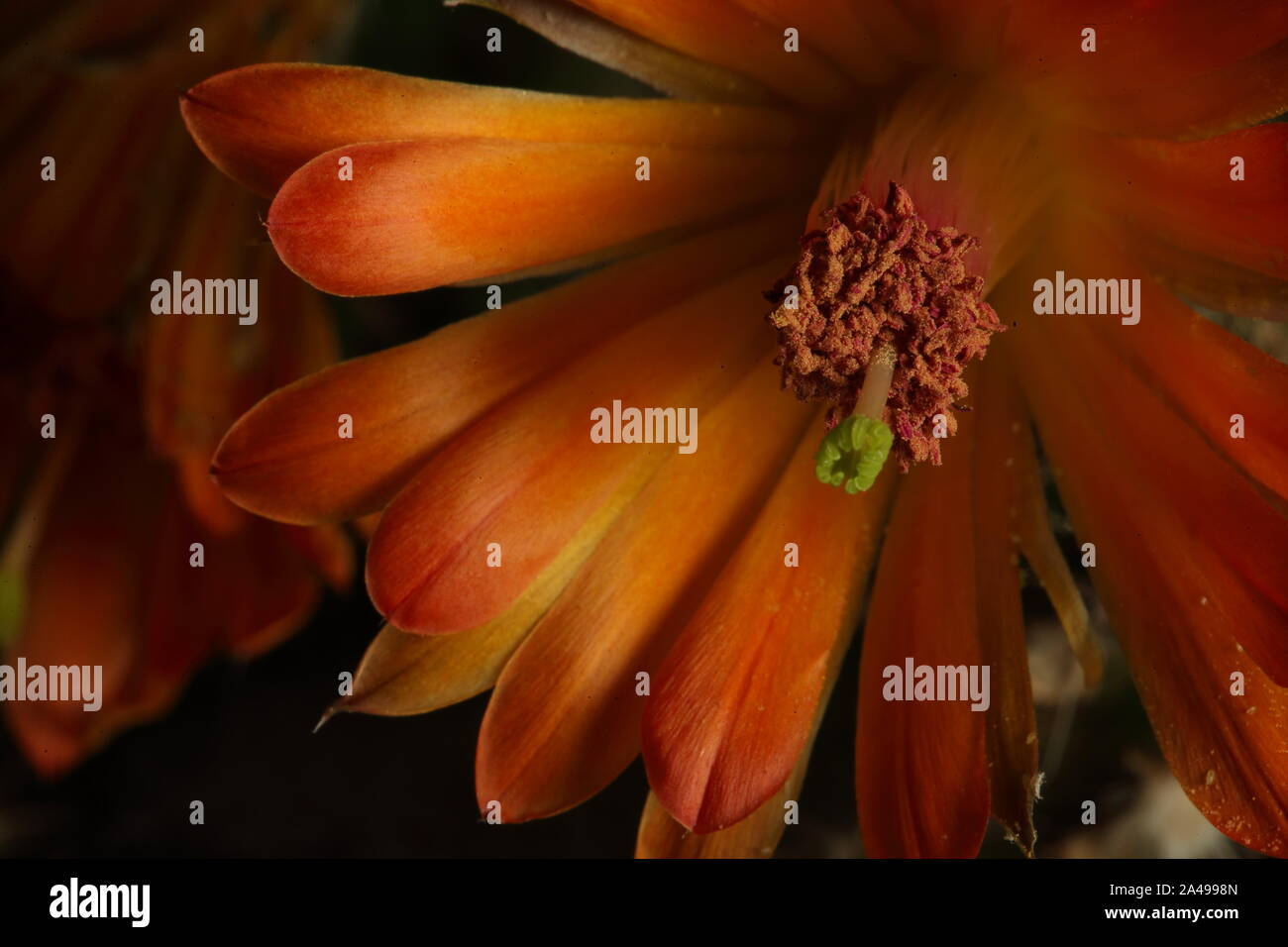 close up of an open orange coloured cactus flower Stock Photo