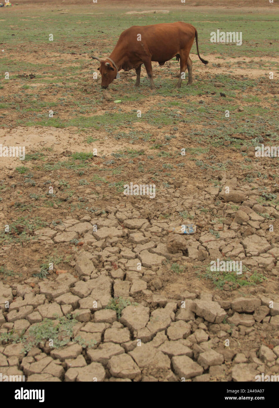 Mt Darwin, Zimbabwe. 11th Oct, 2019. A cattle grazes near a drying