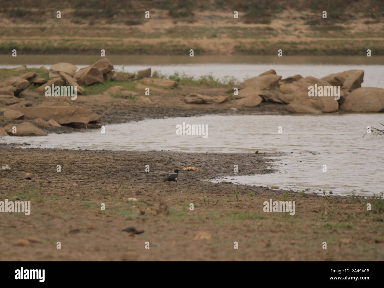 Mt Darwin, Zimbabwe. 11th Oct, 2019. A bird is seen near a drying