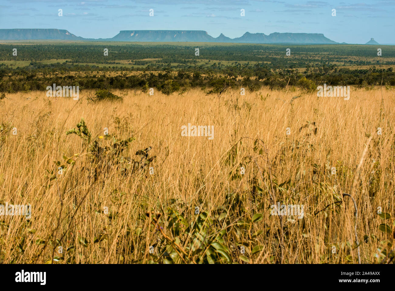 Mateiros, Tocantins, Brazil: Meadow of Jalapao National Park, and large mountain range in the background Stock Photo