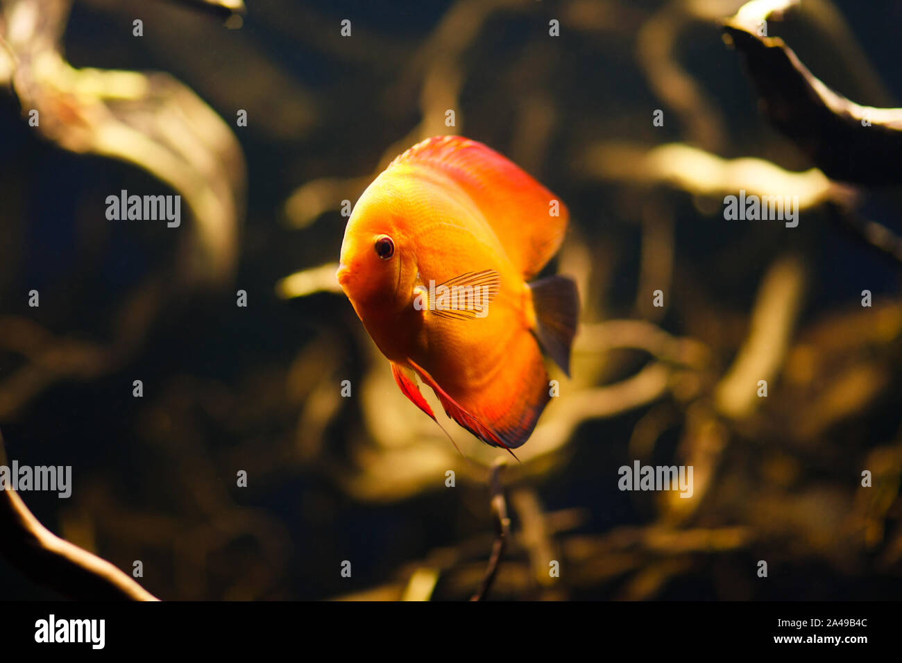 Red Discus fish swimming underwater close-up. Stock Photo