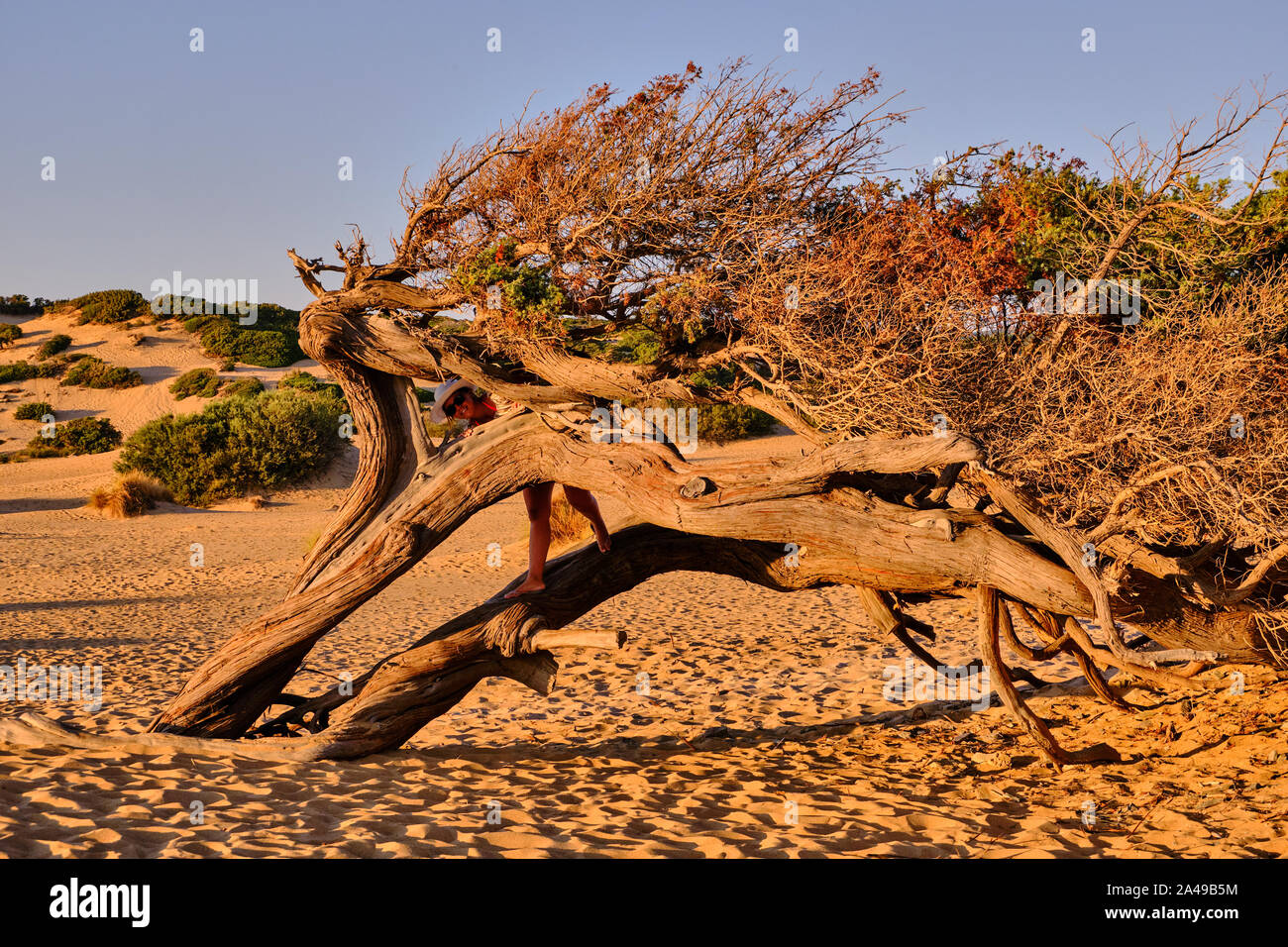 Juniperus molded by the wind in Dune di Piscinas, Sardinian Desert, Arbus, Italy Stock Photo