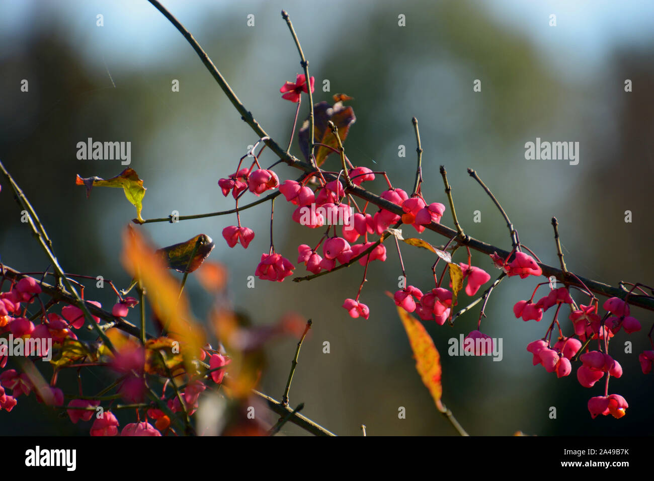 Colorful pink fruits with orange seeds of common spindle also called Euonymus europaeus in october sun, spindle bush with fruits without leaves in aut Stock Photo