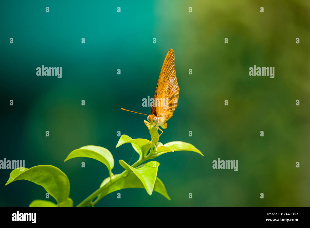 Butterfly on the Green Leaf Stock Photo - Alamy
