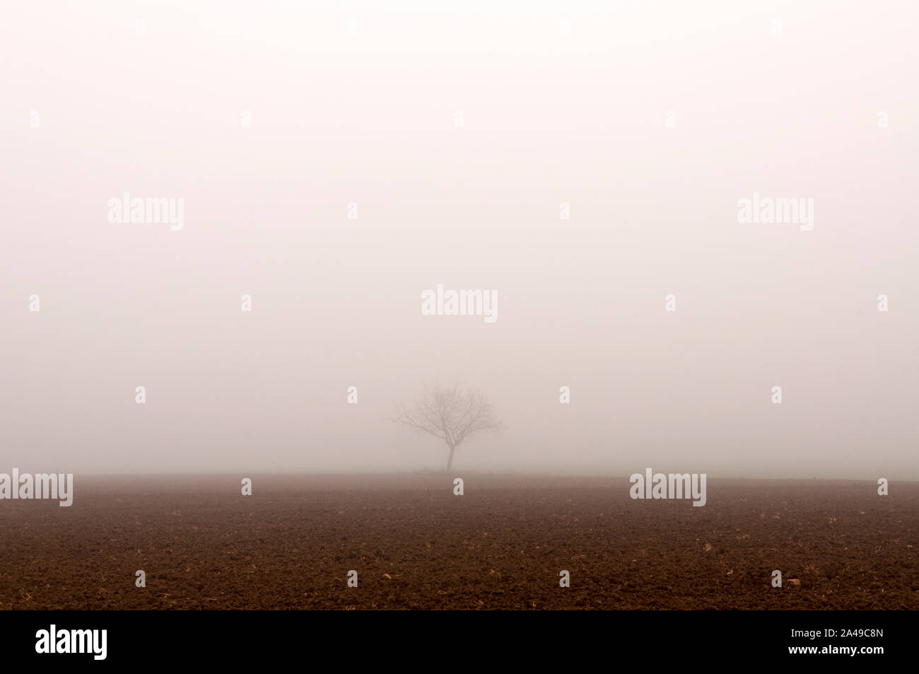 a lonely tree in the middle of a field during a foggy morning Stock Photo