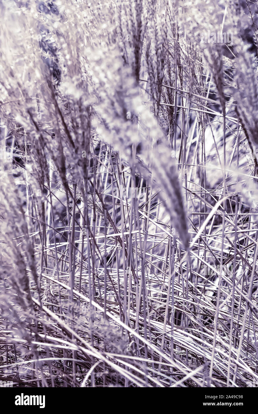 Rustic Grass Background Rural landscape, pastel backdrop and environmental design concept ...
