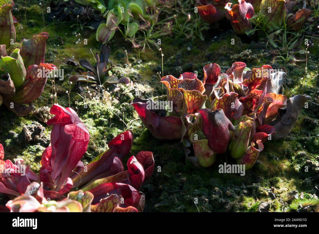 Sydney Australia, field with Sarracenia purpurea, parrot pitcher plants, Venus flytraps and