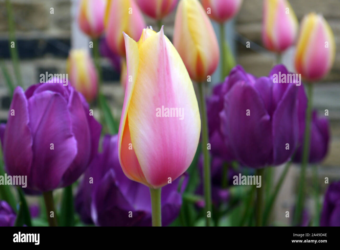 Téléchargement gratuit Images Blushing Pink Stock Photos Blushing Pink Stock Images Alamy actualisé