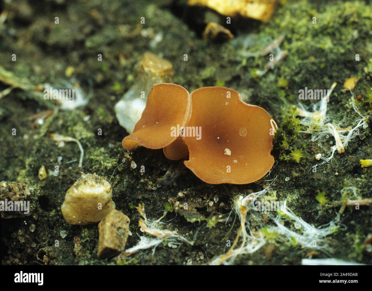 Cluster of fruiting, spore producing bodies, apothecia, of white mould, stem rot, blossom blight etc. (Sclerotinia sclerotiorum) on soil Stock Photo