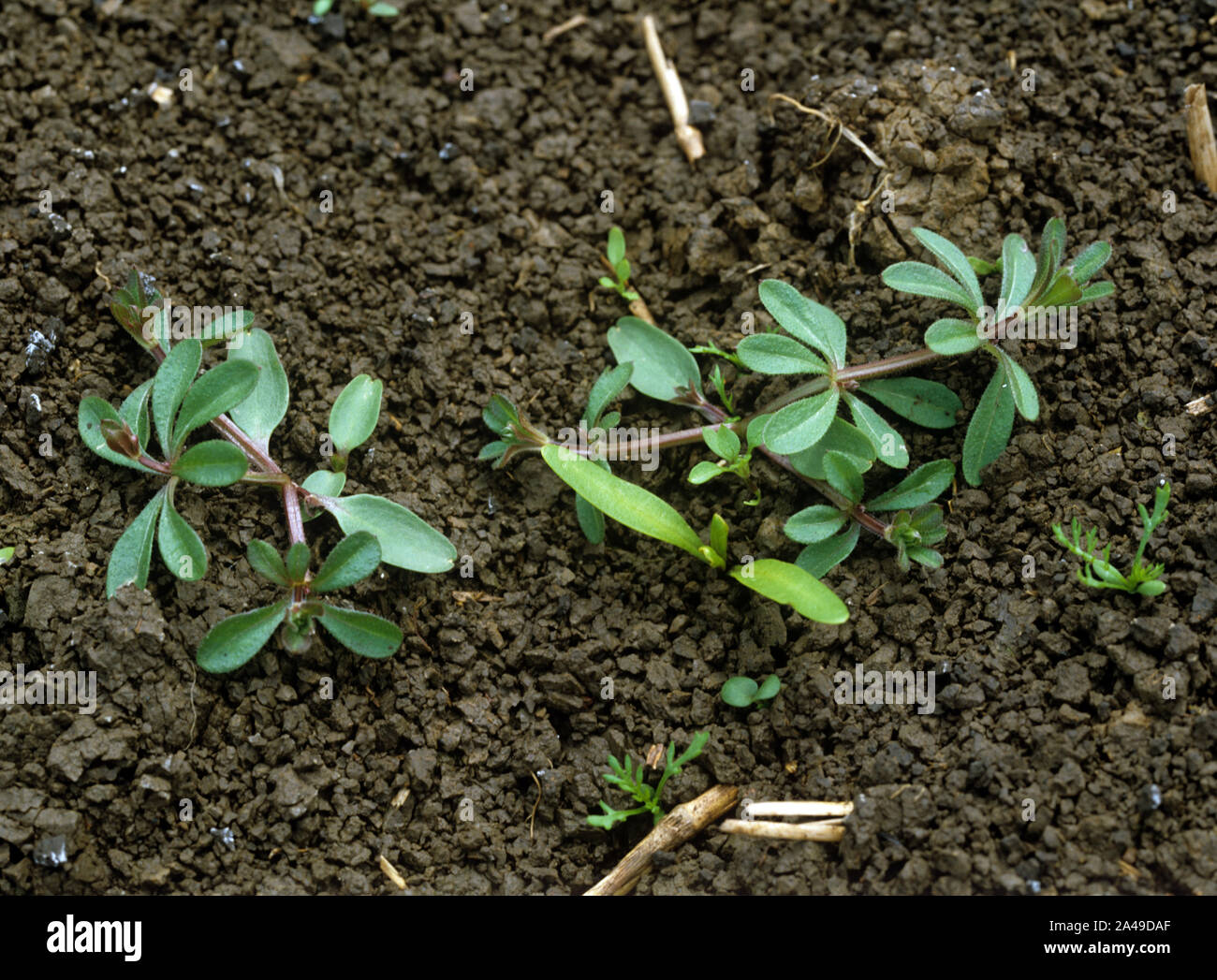 Young cleavers (Galium aparine) and other broad-leaved weeds in small seedling sugar beet crop, Cambridgeshire Fens. Stock Photo