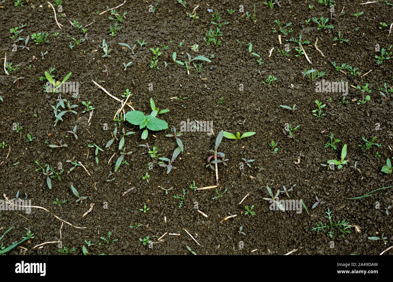 Various broad leaved weed seedlings in very young seedling sugar beet crop on Fen soil, Cambridgshire Stock Photo