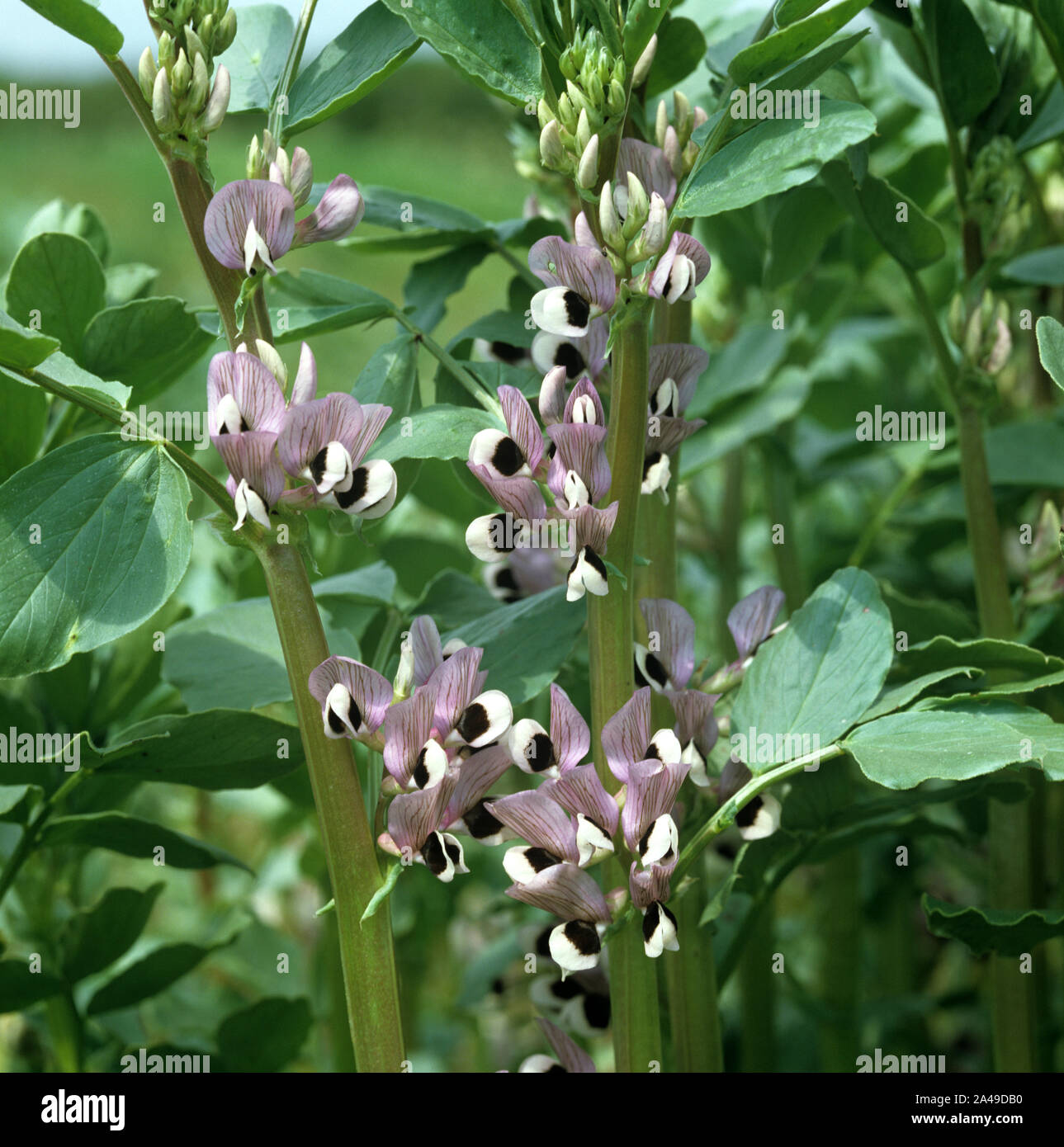 A crop of field or fava beans (Vicia faba) flowering.  Used for animal food and as a break crop to replace soil nitrogen levels Stock Photo