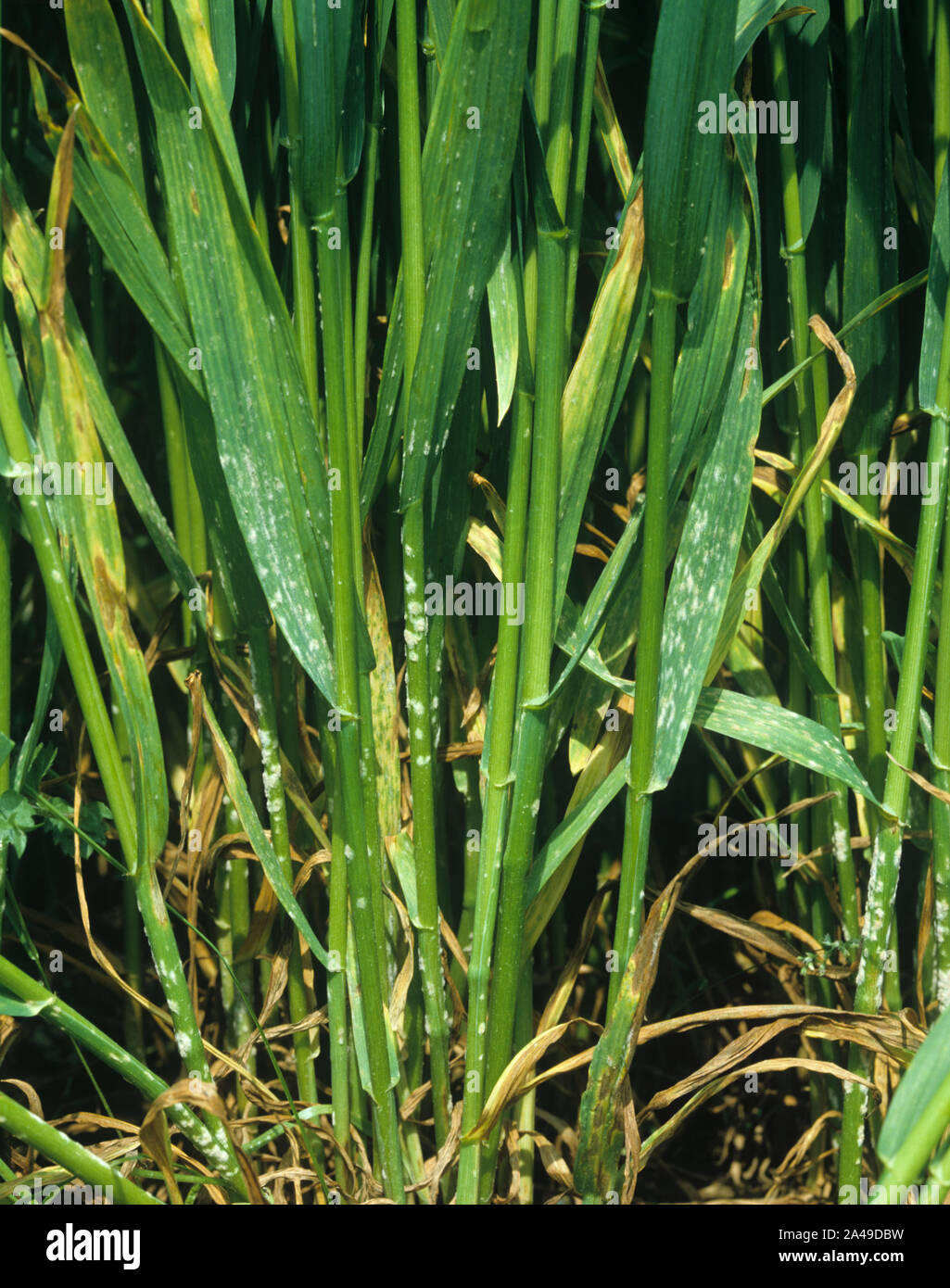 Powdery mildew (Erysiphe graminis f.sp. tritici) infection on wheat crop coming into ear, white pustules on the stem and lower leaves Stock Photo