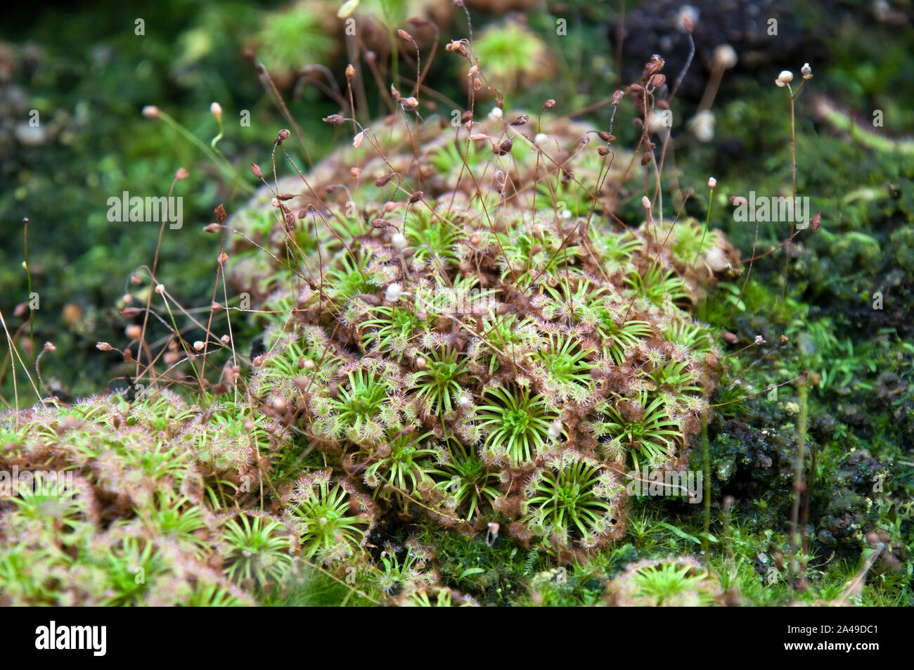 Sydney Australia,  pygmy drosera sundew plants with sticky mucilage to catch insects Stock Photo