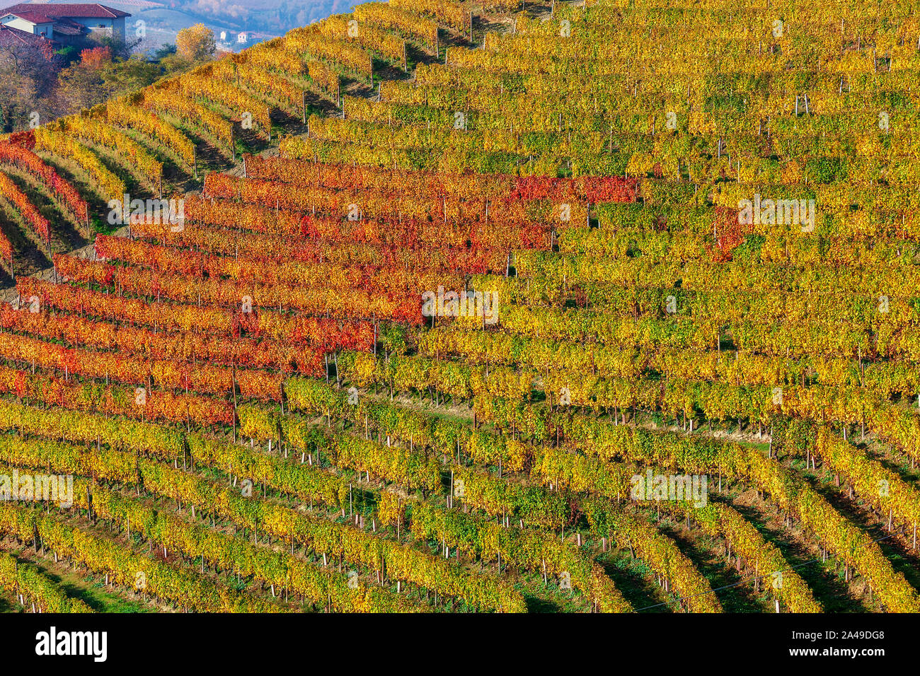 View of colorful vineyards on the hills of Langhe in fall in Piedmont, Northern Italy. Stock Photo
