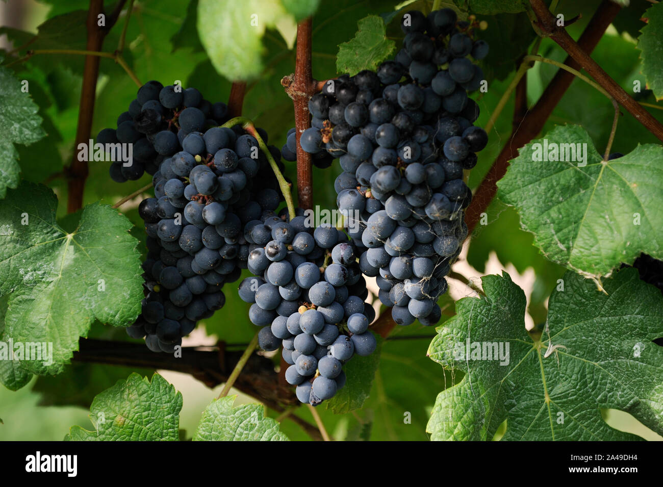 Tannat grape uruguay hires stock photography and images Alamy