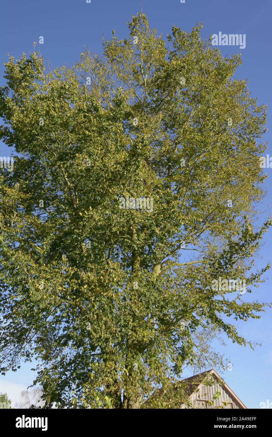 european white elm or spreading elm tree in autumn sun, fluttering elm or ulmus laevis large tree Stock Photo