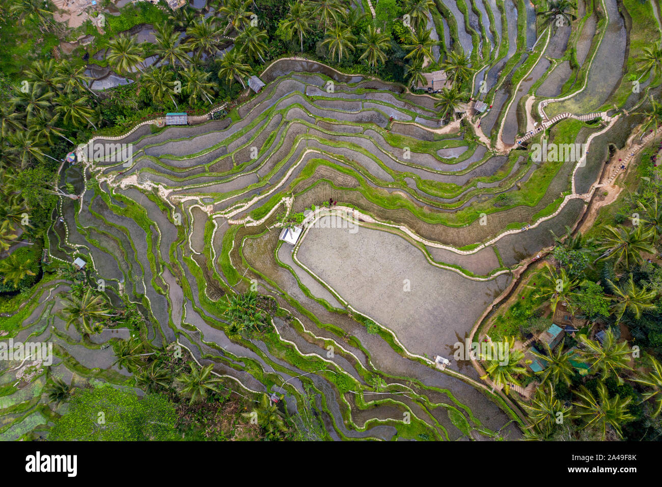 Ubud Rice Patty Aerial drone image of Tegallalang rice paddy fields, near Ubud in Bali ...