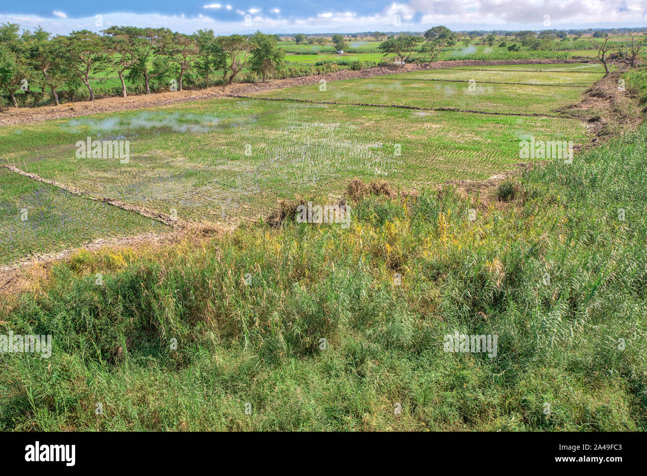 Carabao Grass And Frog Grasr For Sale In Bulacan Central Luzon Classified Philippineslisted Com