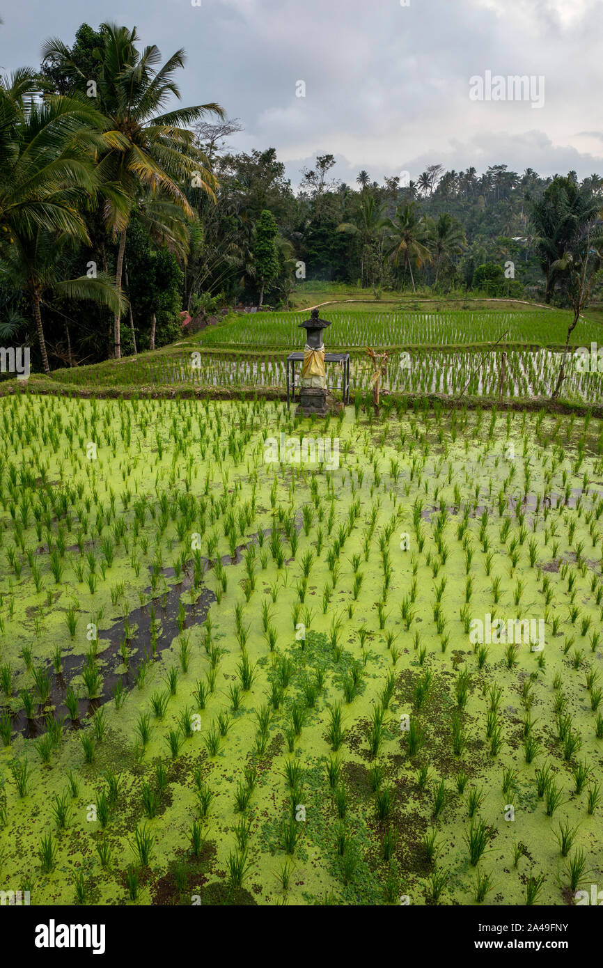 Rice paddy fields near Ubud, Bali, Indonesia Stock Photo