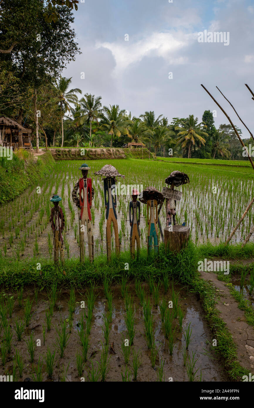 Rice paddy fields near Ubud, Bali, Indonesia Stock Photo