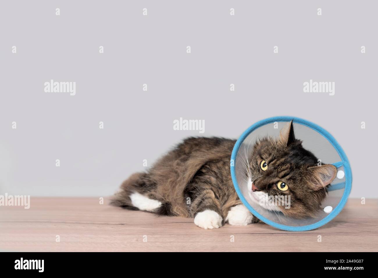 Tabby cat with a pet cone looking anxiously sideways. Horizontal image with copy space. Stock Photo