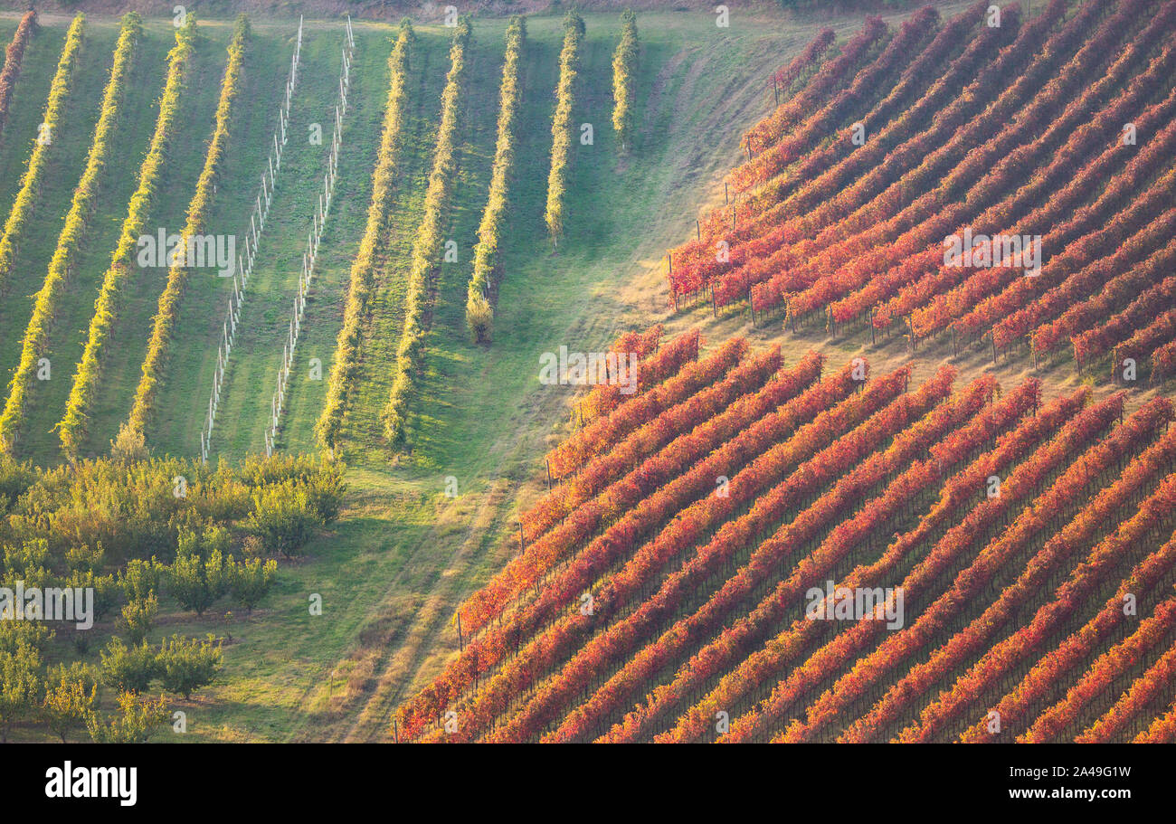 Autumn vineyards landscape. Geometric shapes and textures Stock Photo