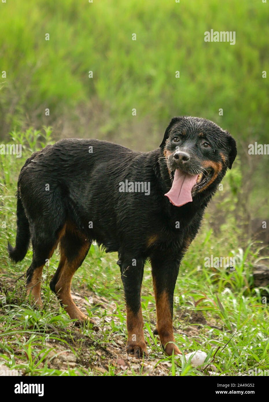 Are Rottweilers Good Swimmers
