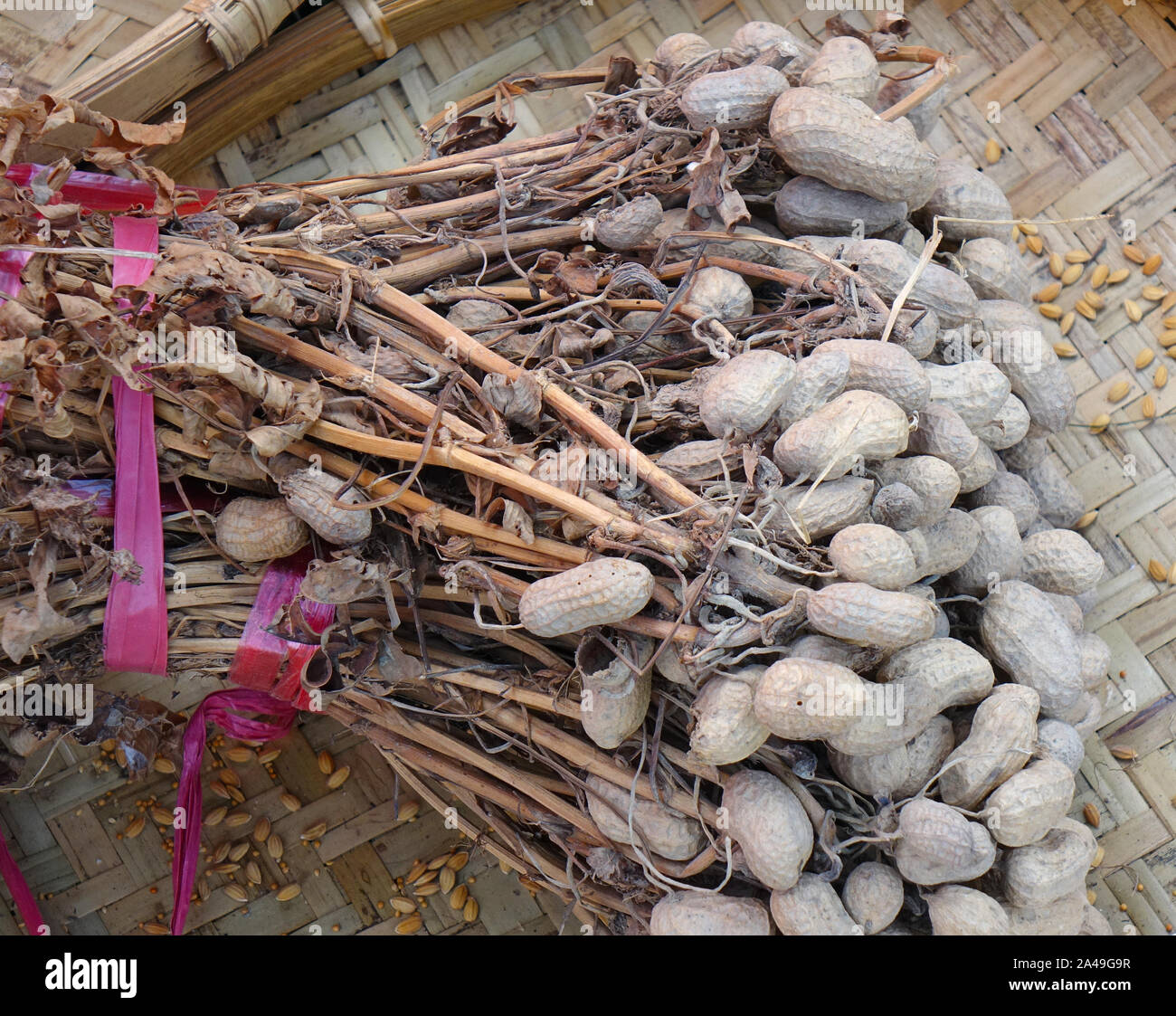 Dried peanuts or groundnuts the way they come out of the ground Stock