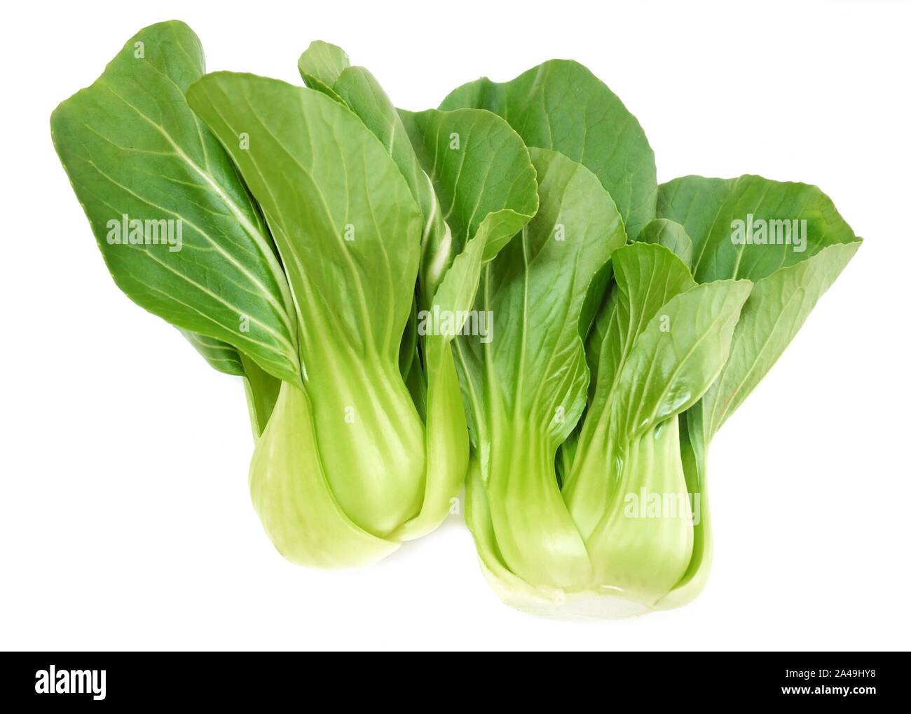 Vegetable, Delicious Fresh Green Bok Choy, Pok Choi or Pak Choi Isolated on White Background. Stock Photo