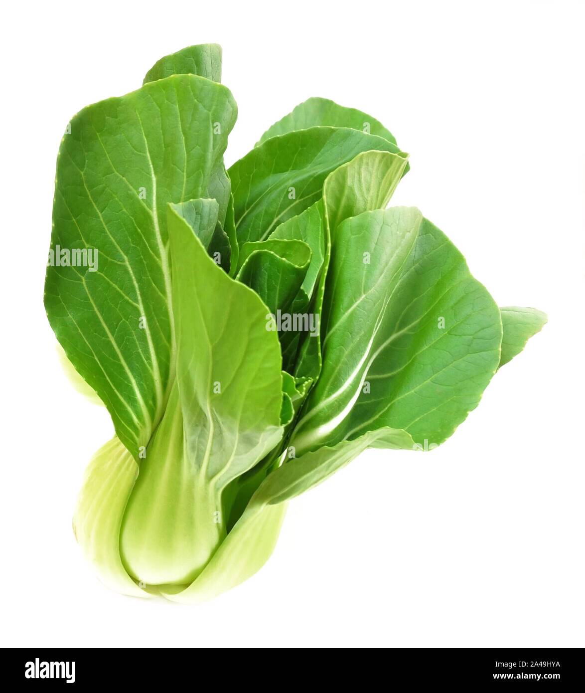 Vegetable, Delicious Fresh Green Bok Choy, Pok Choi or Pak Choi