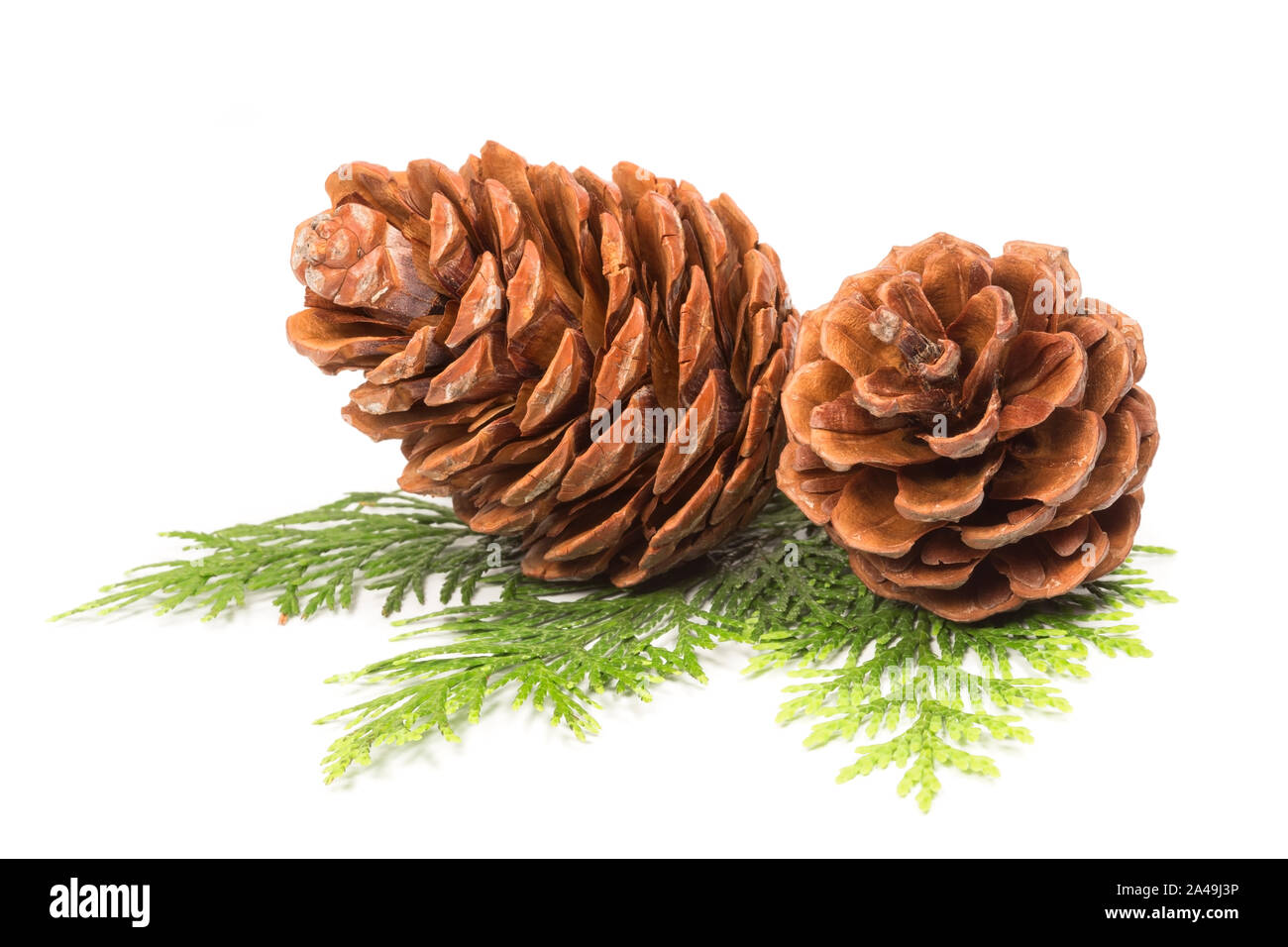Pine cones isolated on white background Stock Photo - Alamy