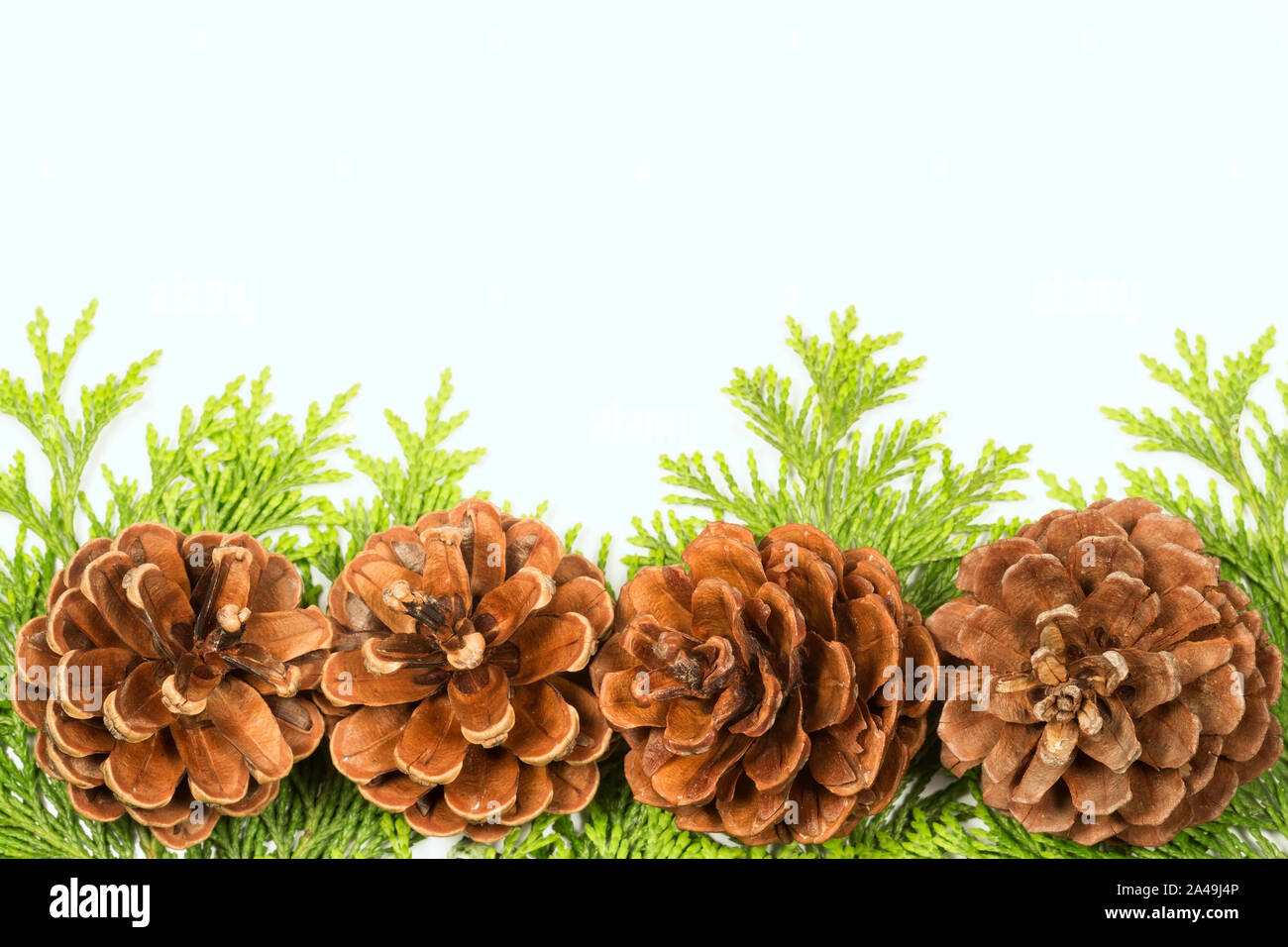 Pine cones isolated on white background Stock Photo - Alamy