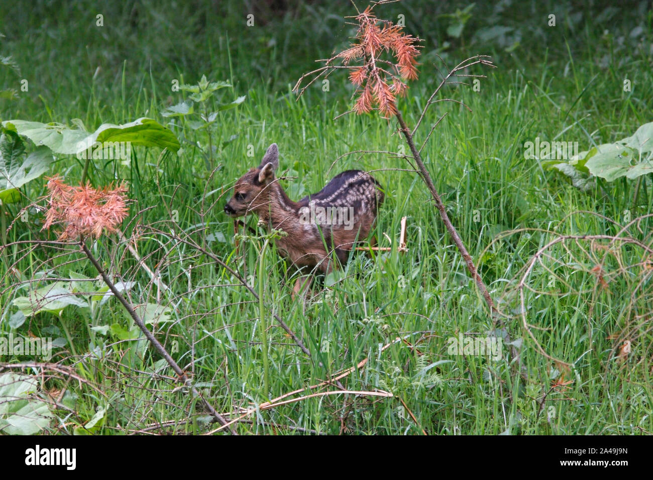 ROE DEER (Capreolus capreolus) fawn or kid seeking out a new hiding place, Scotland, UK. Stock Photo