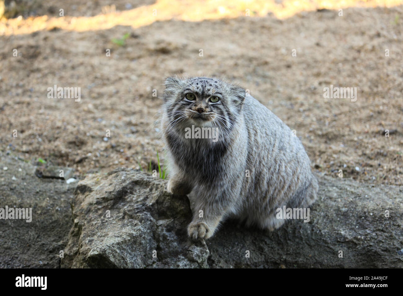 Pallas's Cat  Felidae Conservation Fund