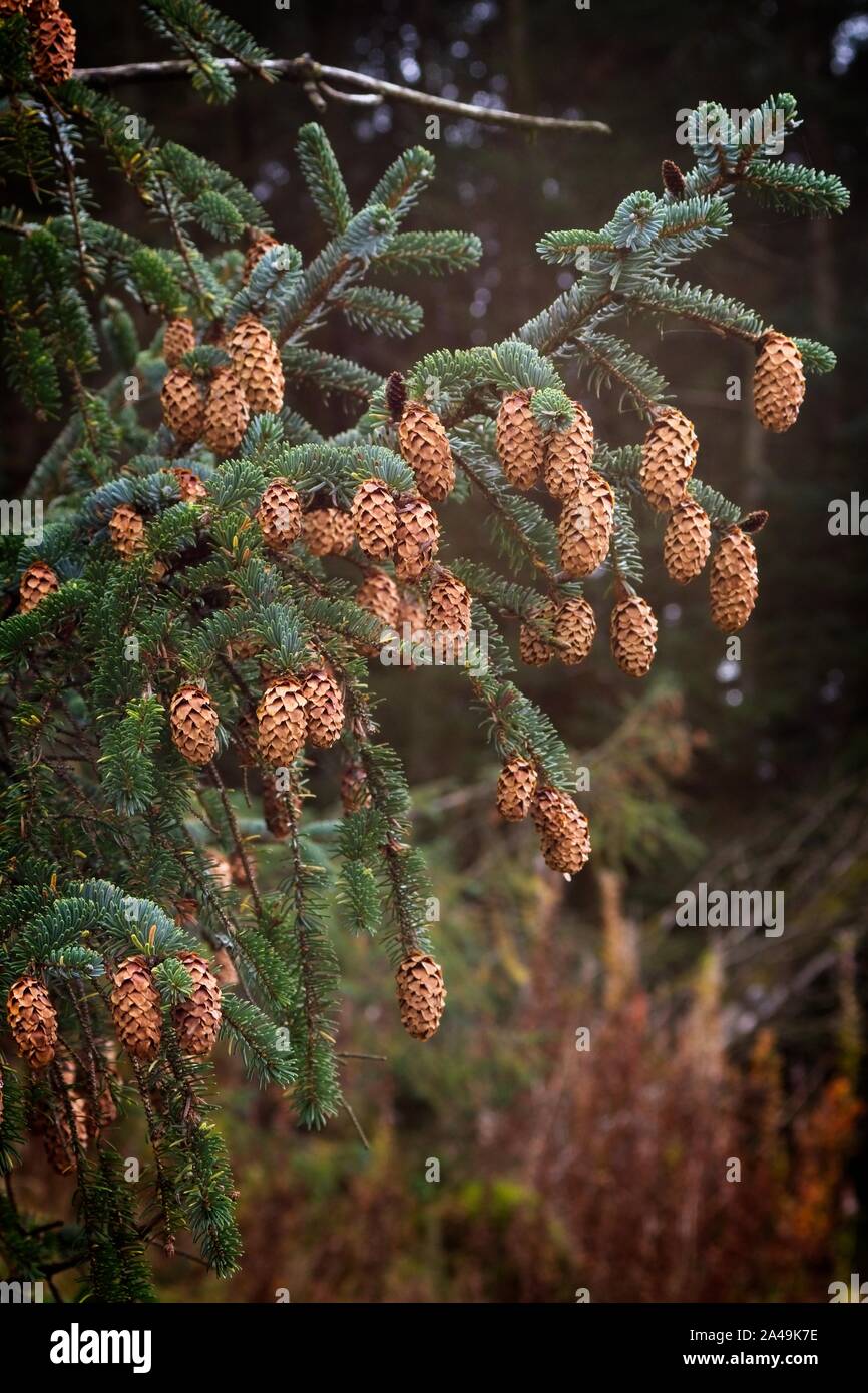 Pine cones growing on a tree branch in woodland taken in the Ettrick Valley region of the Scottish Borders between Langholm and Hawick Stock Photo
