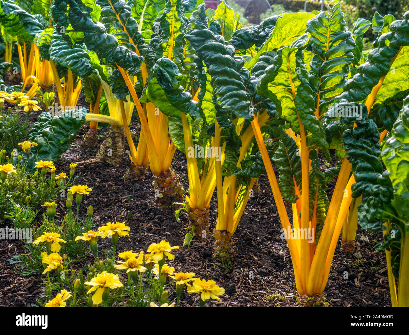 Swiss Chard Yellow Chard 'BRIGHT LIGHTS' Beta vulgaris (Leaf Beet Group) 'Bright Lights'. Swiss Chard. Annual. Amaranthaceae. Summer sun leaves stems Stock Photo