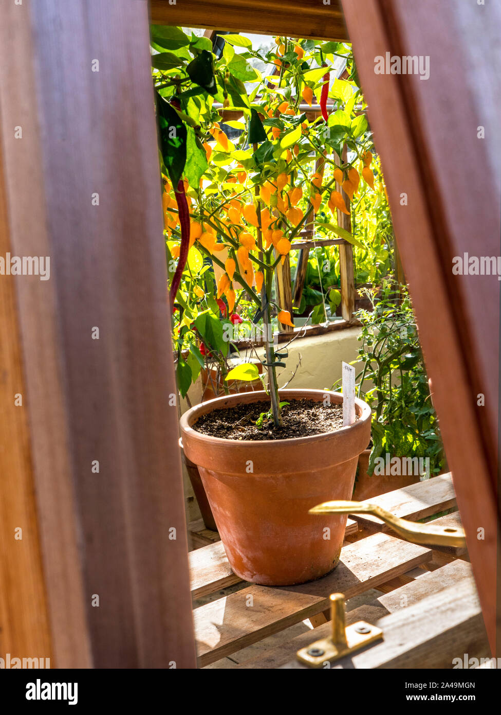 Orange potted chillies capsicum annum viewed through sunny open traditional wooden greenhouse window Stock Photo