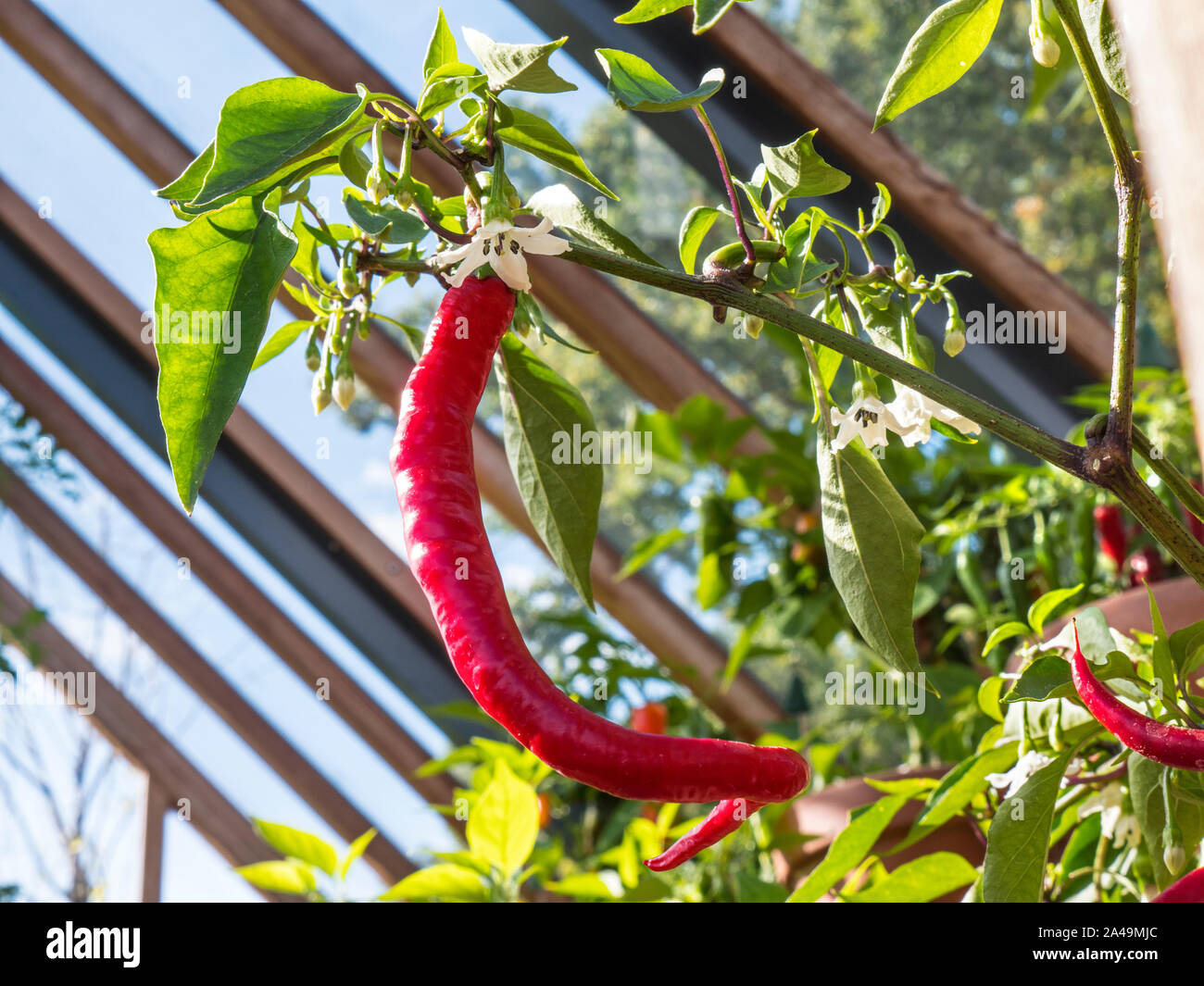 Chilli Red 'Fuego' Cayenne vegetable chilli pepper close up (capsicum annum) potted viewed in sunlit traditional wooden greenhouse Stock Photo