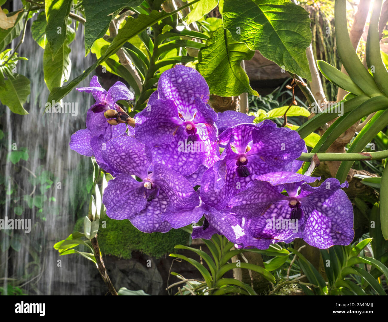 BLUE MOTH ORCHIDS WATERFALL tropical setting Phalaenopsis (moth orchids) orchid flower blossoming Phalaenopsis Blume, commonly known as moth orchids Stock Photo