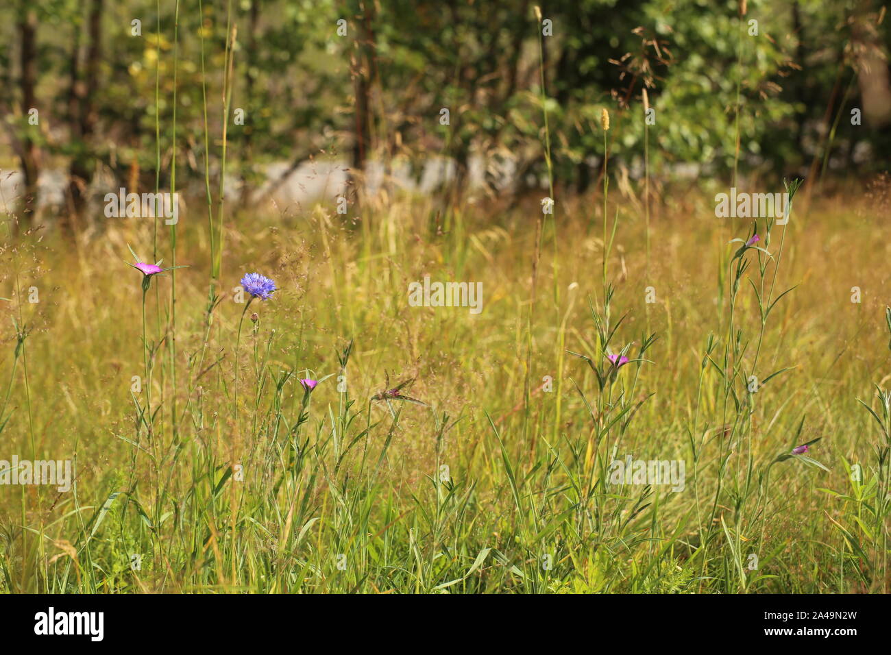 Wildflower meadow with corncockle (Agrostemma githago) and cornflower (Centaurea cyanus). Stock Photo