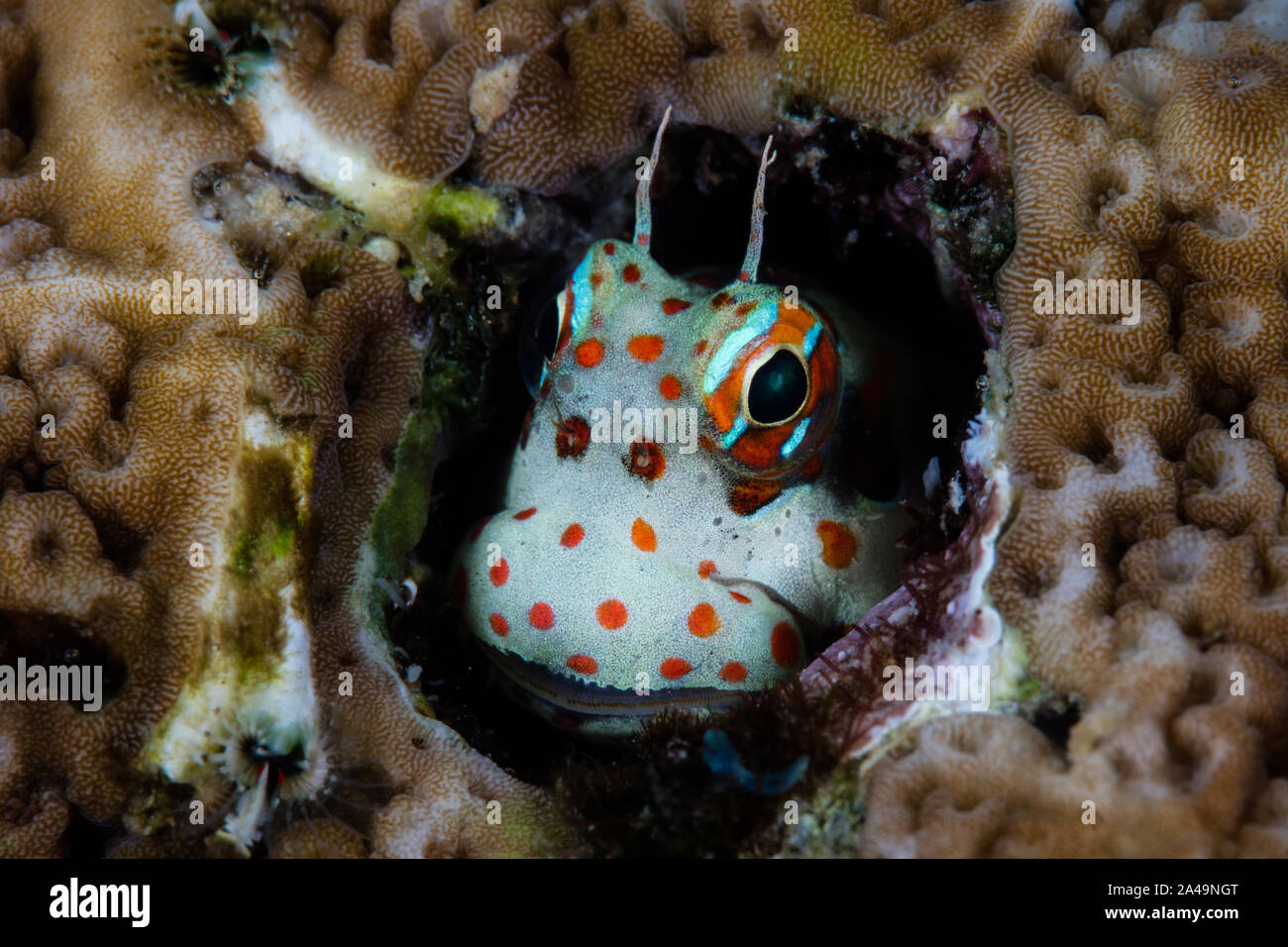A cute Red-spotted blenny, Blenniella chrysospilos, looks out from its protective home on a healthy coral reef in the Banda Sea of eastern Indonesia. Stock Photo