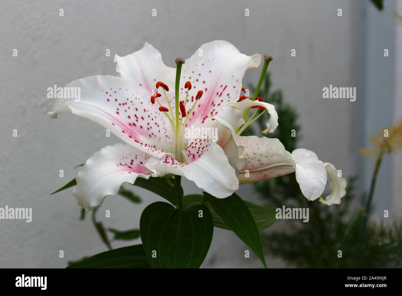 lilium flower/flor lilium Stock Photo