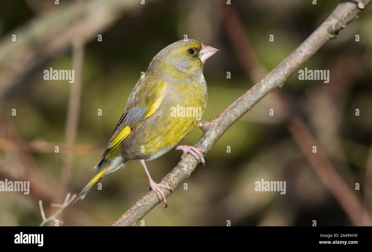 Male Greenfinch (Carduelis chloris) sat on a branch in farmland in South Yorkshire. Stock Photo