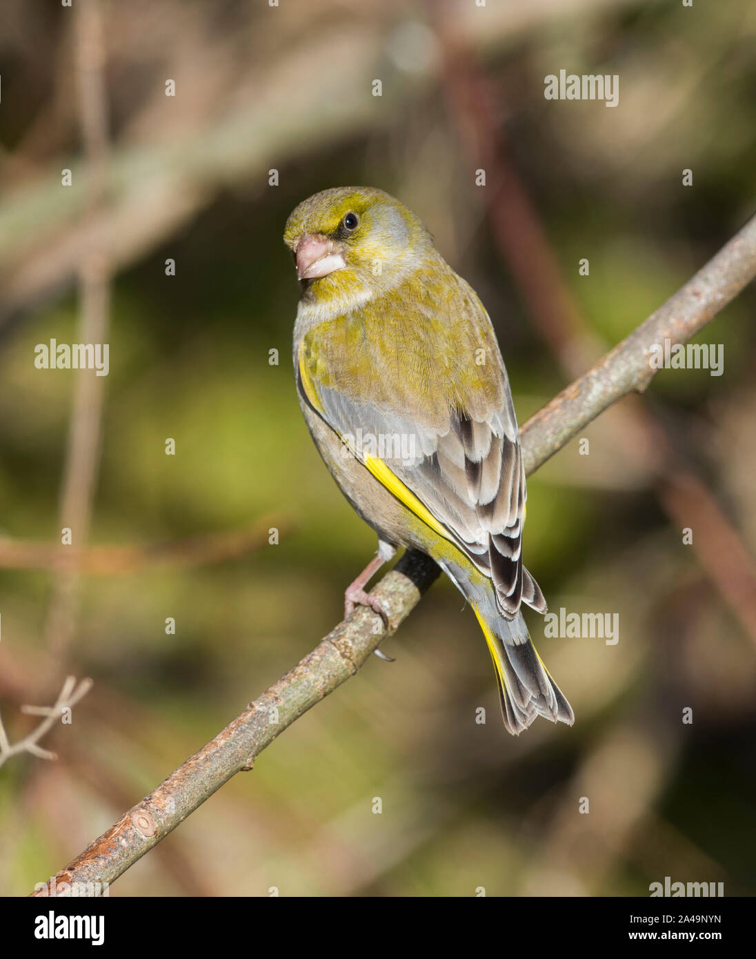Male Greenfinch (Carduelis chloris) sat on a branch in farmland in South Yorkshire. Stock Photo